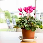 Boje 9 Ferienhaus