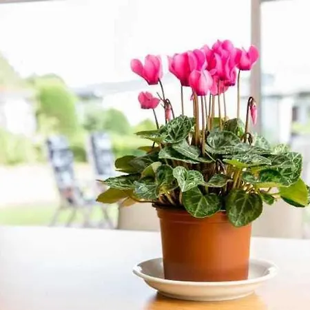 Boje 9 بيت للعطل